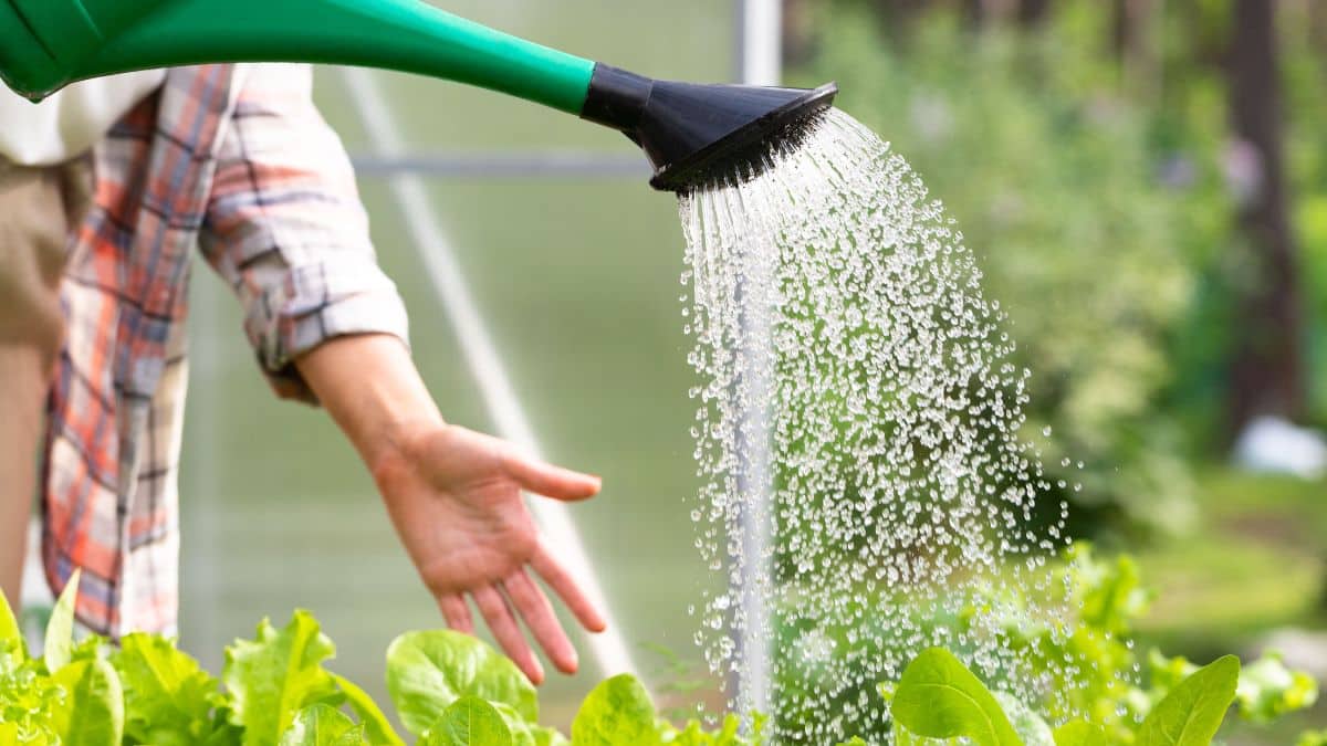 Vous arrosez matin et soir ? L'erreur qui met vos tomates et courgettes en danger