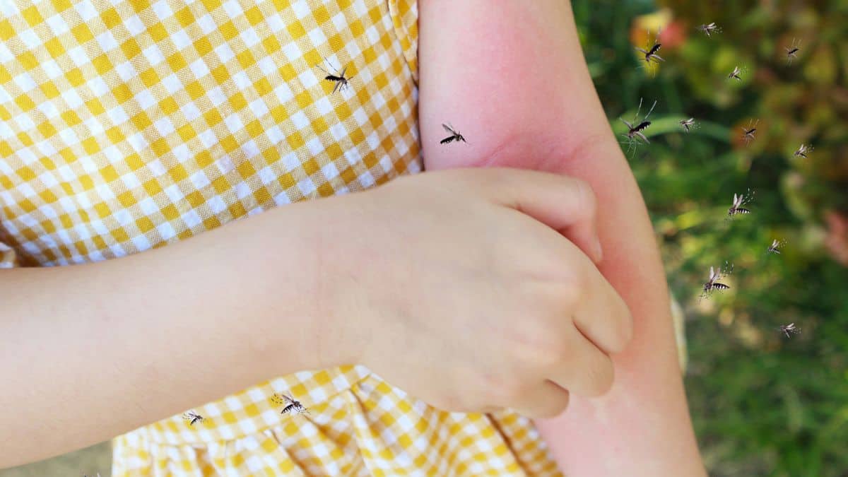 Marre des moustiques ? Essayez cette potion zéro déchet et zéro piqûre