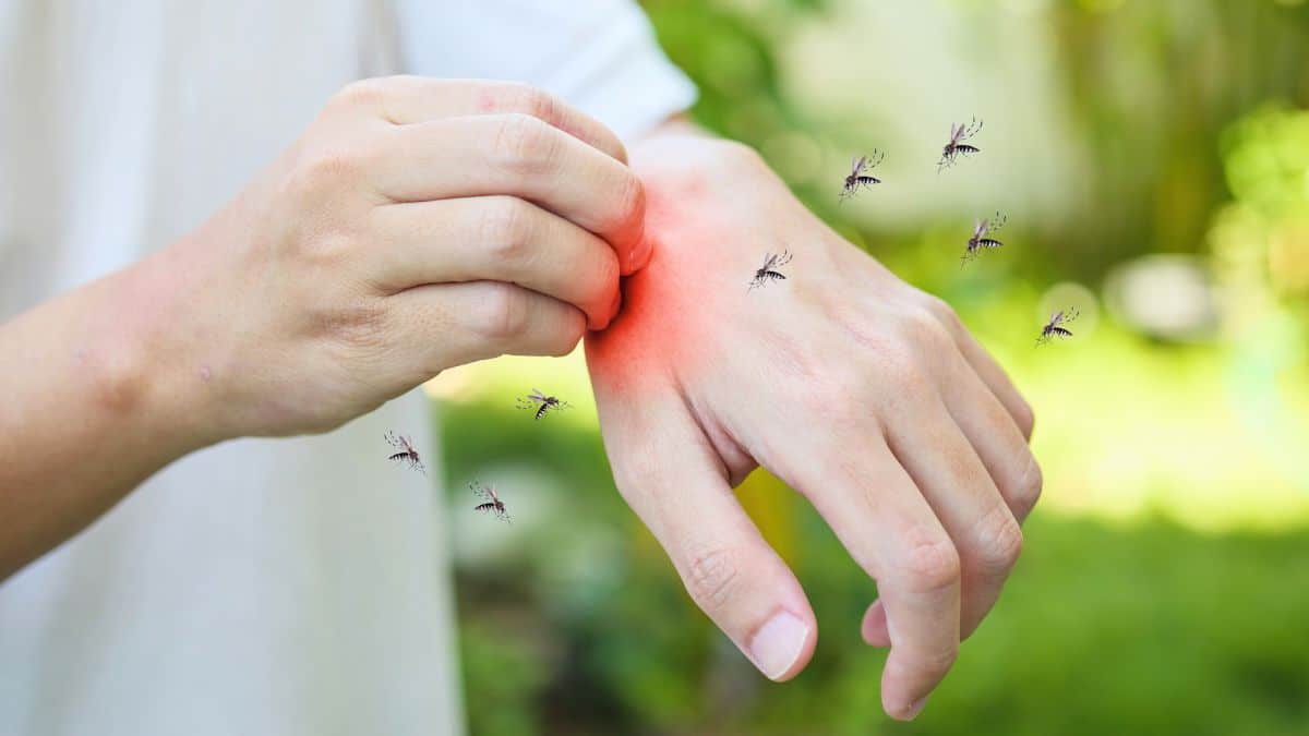 Astuce naturelle anti-moustiques