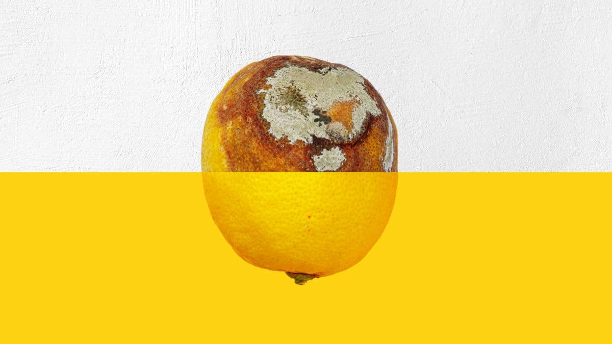 Citron moisi ? Ne le jetez pas, enterrez-le et regardez ce qui se passe