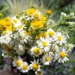 Ces plantes décoratives qui attirent les punaises de lit sans que vous le sachiez