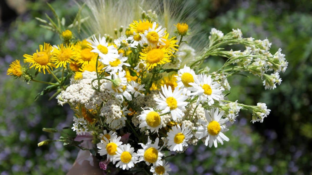 Ces plantes décoratives qui attirent les punaises de lit sans que vous le sachiez