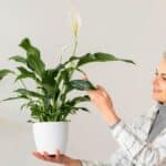 Plantes qui purifient l'intérieur de la maison