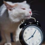 Stress nocturne du chat : le geste simple qui change tout