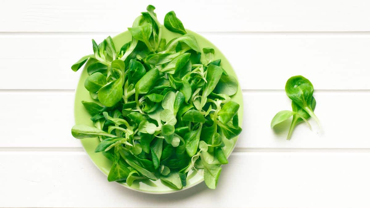 Oubliez la laitue : cette salade riche en oméga-3 se sème dès l'automne