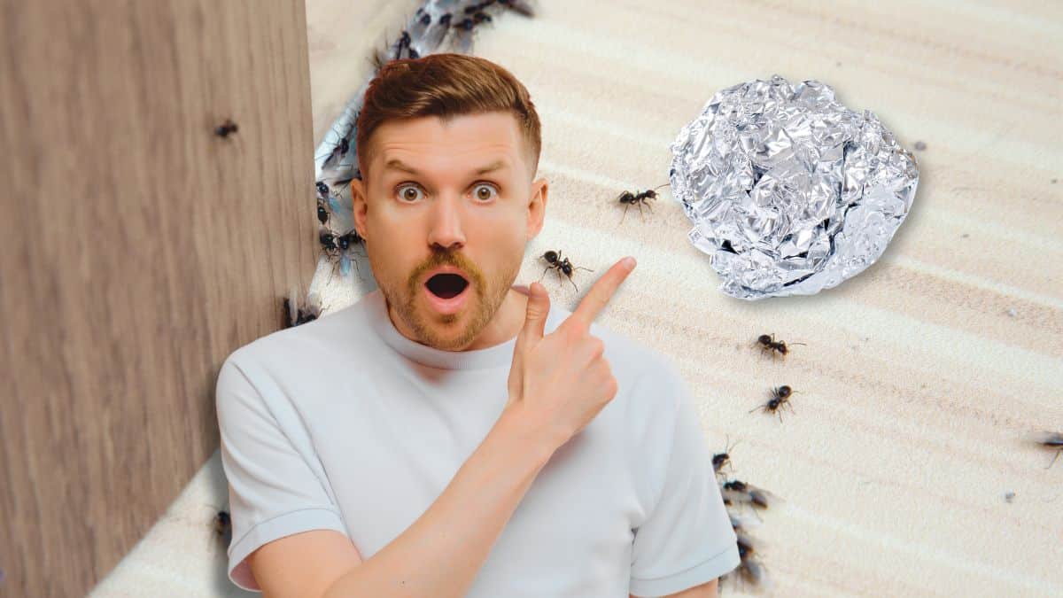 Vous avez du papier alu ? Voici comment éloigner les fourmis en 5 min