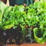 Les légumes à planter en septembre pour récolter dès octobre